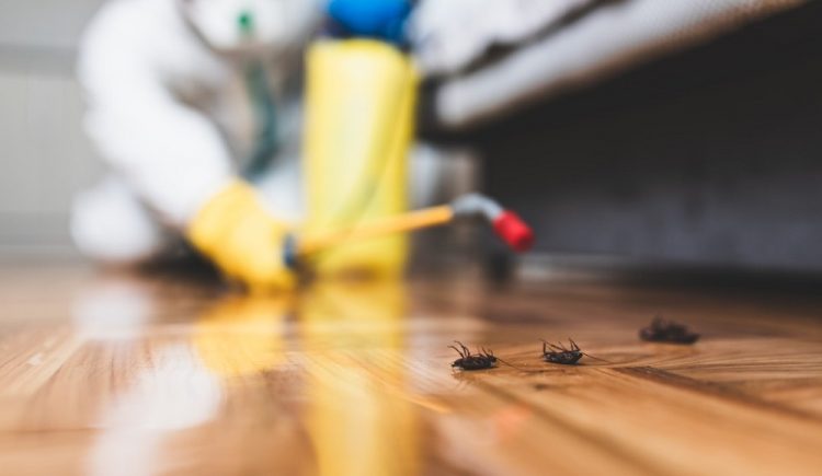 Pest Control Management And Its Different Methods