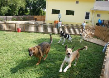 How to Choose the Best Pet Care in London?