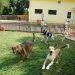 How to Choose the Best Pet Care in London?