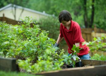 Alternative Ways to Dispose Garden Waste During Lockdown