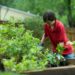 Alternative Ways to Dispose Garden Waste During Lockdown