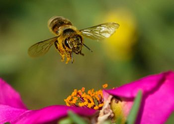Bees and Trees: Creating Pollinator Havens