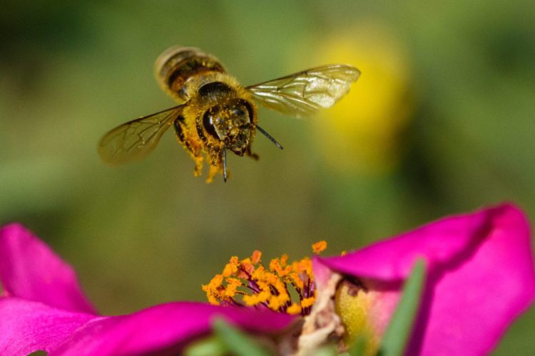 Bees and Trees: Creating Pollinator Havens