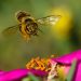 Bees and Trees: Creating Pollinator Havens