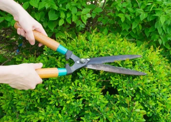 3 Must-Have Tools for Pruning