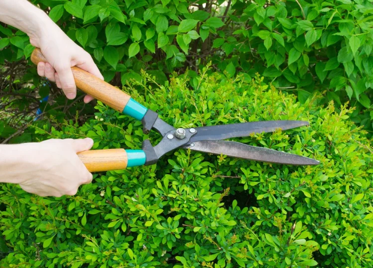 3 Must-Have Tools for Pruning