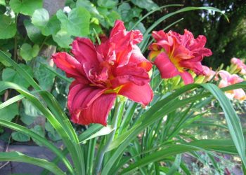 Premier Grower Unveils Five Extraordinary Daylilies You’ll Rarely See in Garden Centres