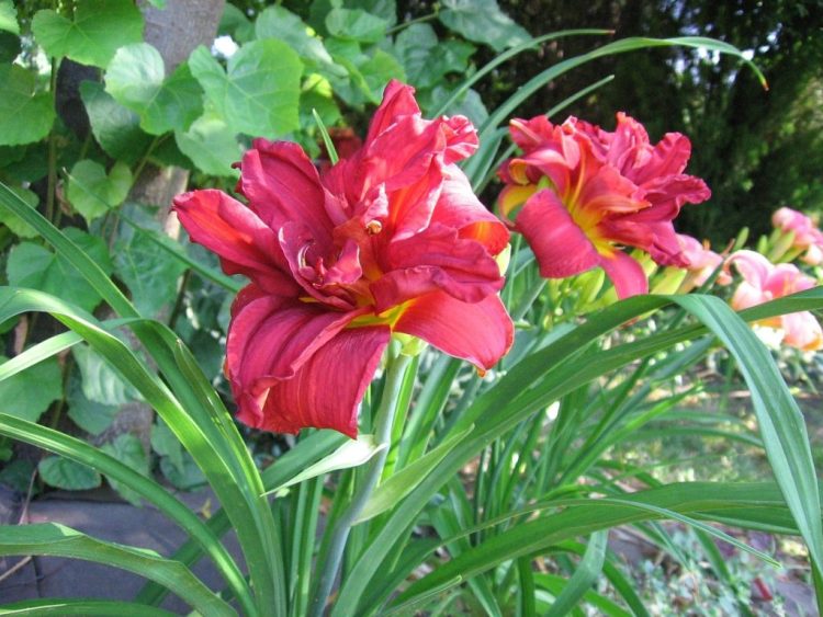 Premier Grower Unveils Five Extraordinary Daylilies You’ll Rarely See in Garden Centres