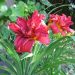 Premier Grower Unveils Five Extraordinary Daylilies You’ll Rarely See in Garden Centres